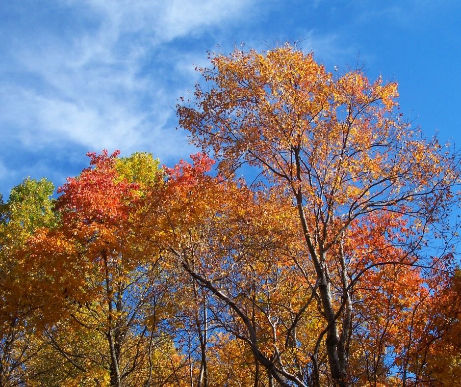 Trees with leaves changing colors in Fall