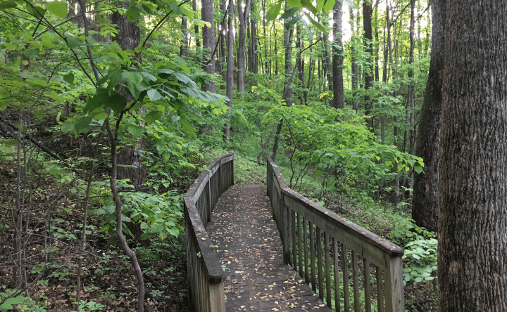 Wood bridge on a forest walking path
