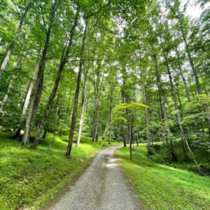 Walking path at The Sanctuary surrounded by lush greenery and beautiful tall trees.
