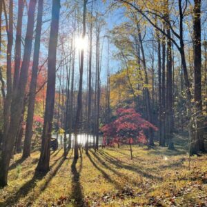 A picture taken in late Fall of the forest with trees with beautiful fall colors and a pond with the sun high over it.
