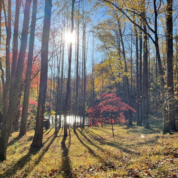 A picture taken in late Fall of the forest with trees with beautiful fall colors and a pond with the sun high over it.